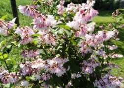 Deutzia scabra codsall pink / Gyöngyvirágcserje rózsaszín